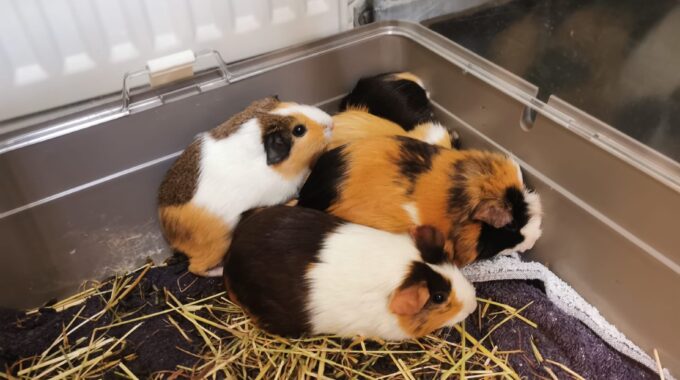cavia's
