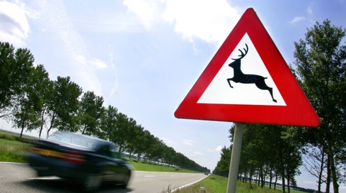 dood dier langs de weg_ verkeersbord pas op overstekend wild