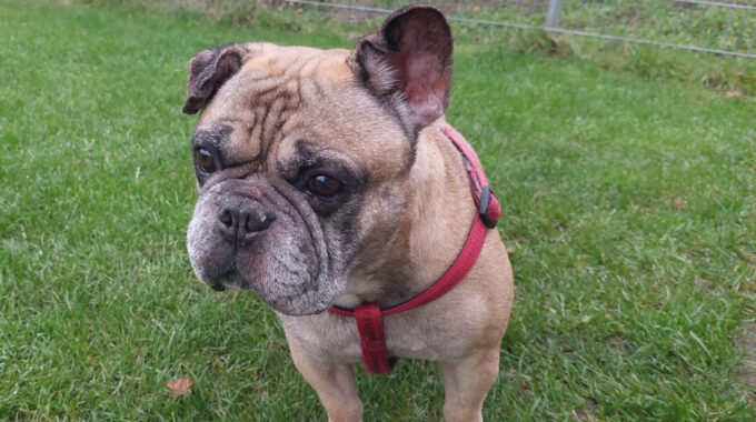 pumba