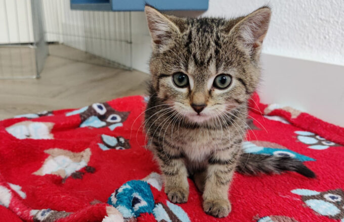 kitten-shelby