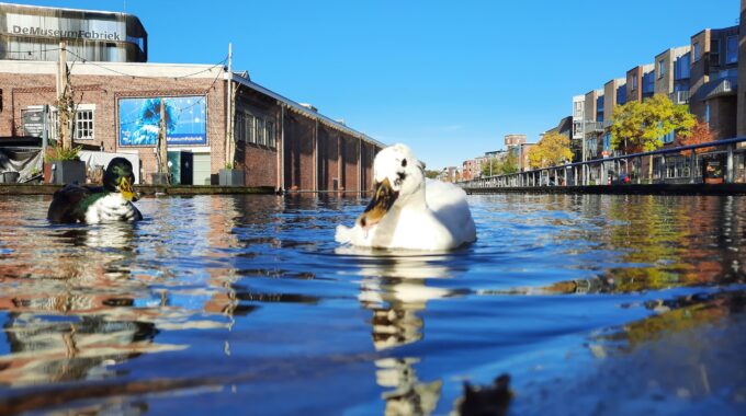 eend herfst roombeek