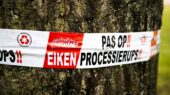 eikenprocessierups in enschede