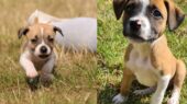 puppy's asiel daantje gaby enschede
