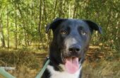 asielhond rocky enschede