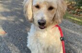 asielhond teddy enschede