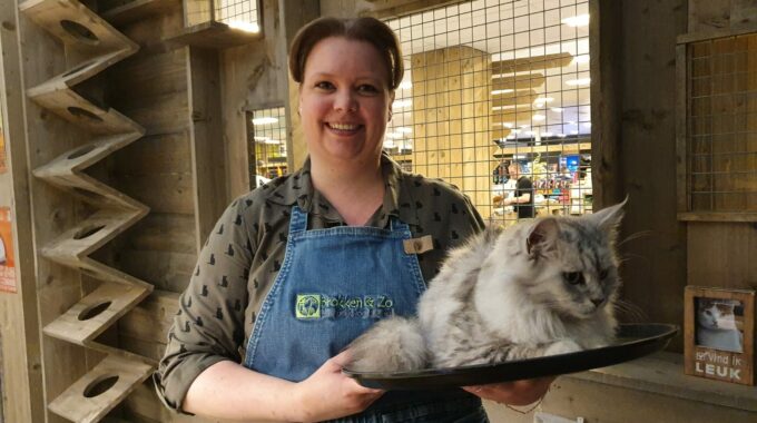 Op de Kattendag van dierenwinkel Brokken & Zo XXL ontmoet je raskatten en zijn er activiteiten voor kinderen