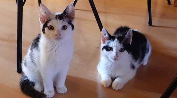 kittens in Gouda