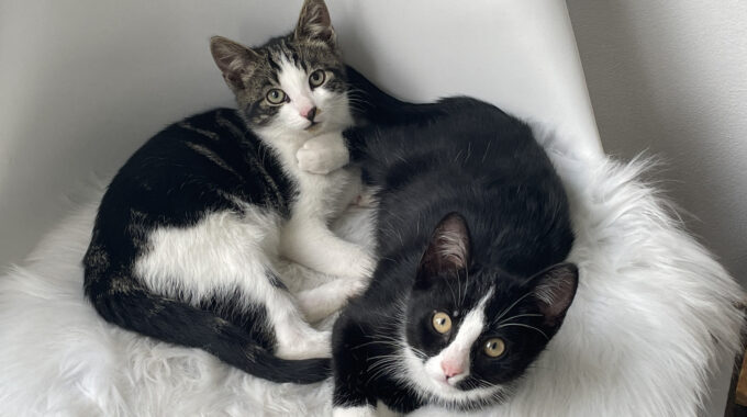 Kittens in Gouda