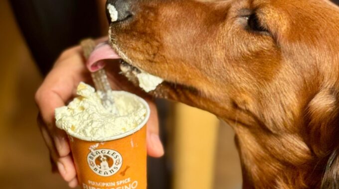 Honden kunnen genieten van een pu(m)pkin spice