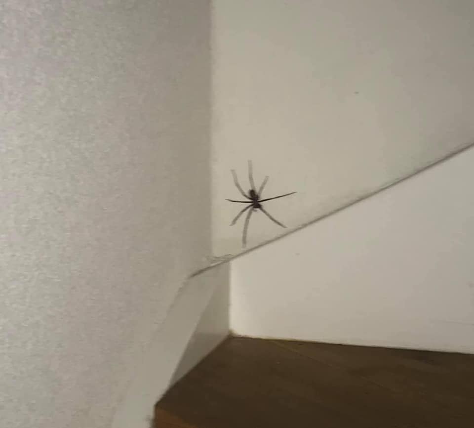 Mysterie waarom zijn er ineens zoveel spinnen in Groningen? indebuurt Groningen