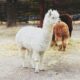 alpaca groningen