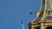 vlag slechtvalk vogel broeden 4 5 mei