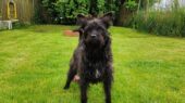hond dierenasiel