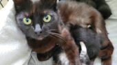 katten