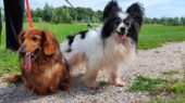 dierenasiel