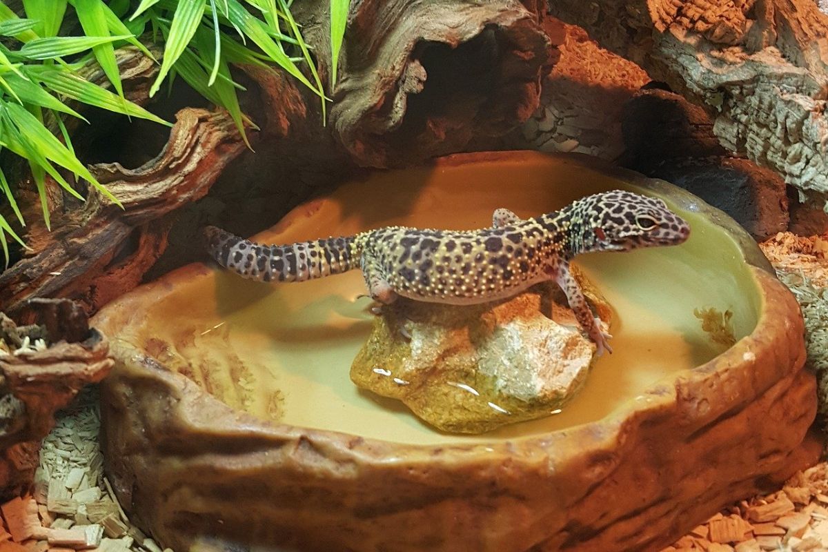 Luipaardgekko