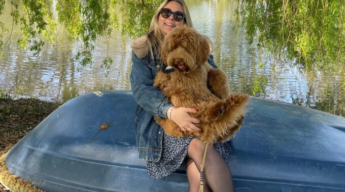labradoodle james pupfluencer misterjameshond