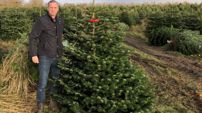 Kerstbomen Haarlem kerstboom bestellen