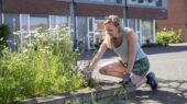 groen haarlem sportheldenbuurt