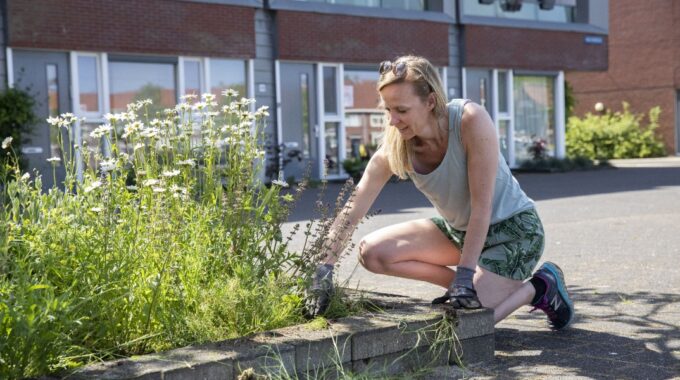 groen haarlem sportheldenbuurt