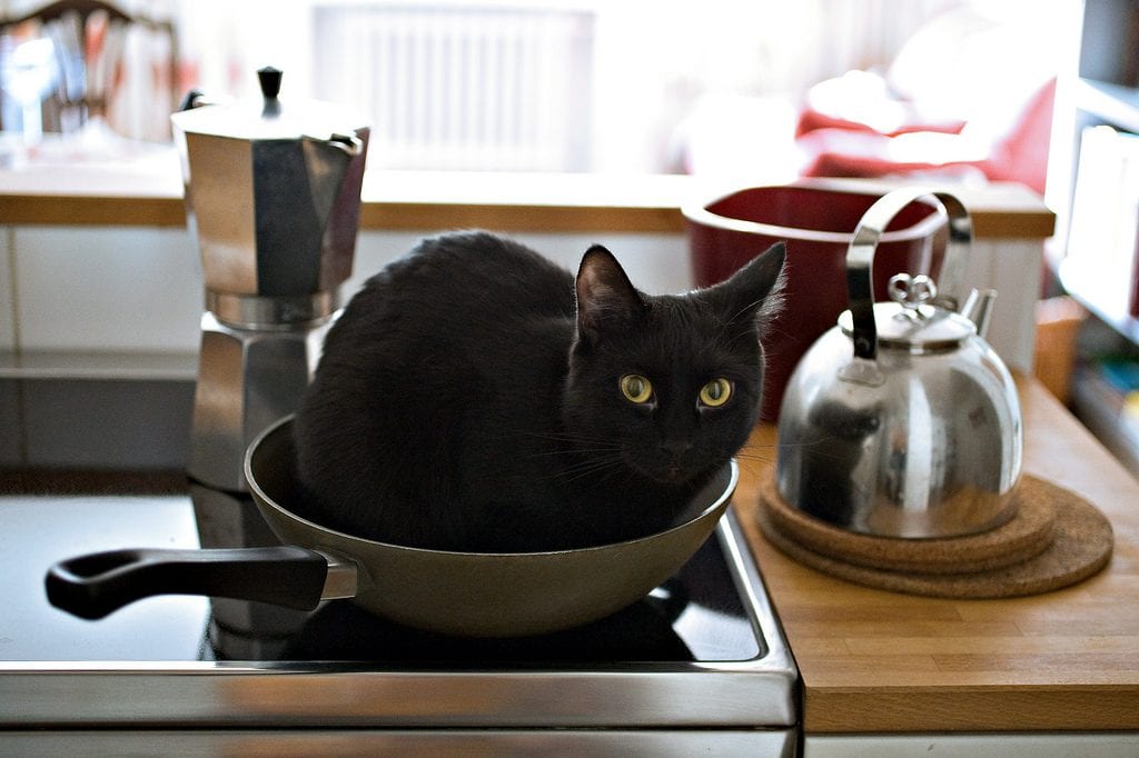kat-in-een-pan