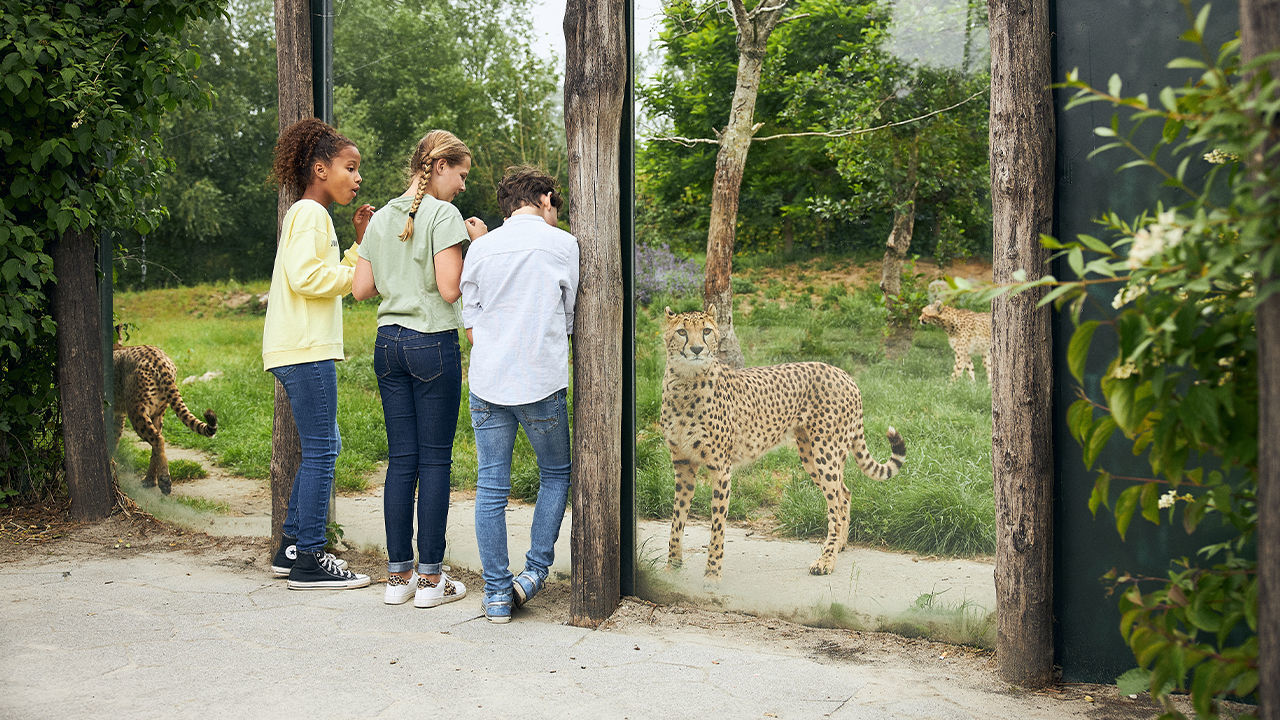 Dierenrijk