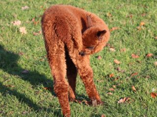 alpaca Dierenparken Helmond 002