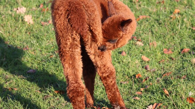 alpaca Dierenparken Helmond 002