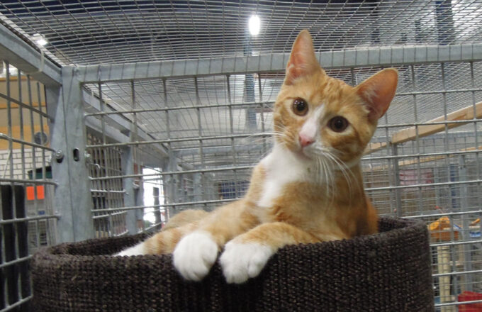 Kater Django Dierenasiel Helmond