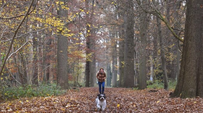 Hond uitlaten Stiphoutse Bossen Helmond