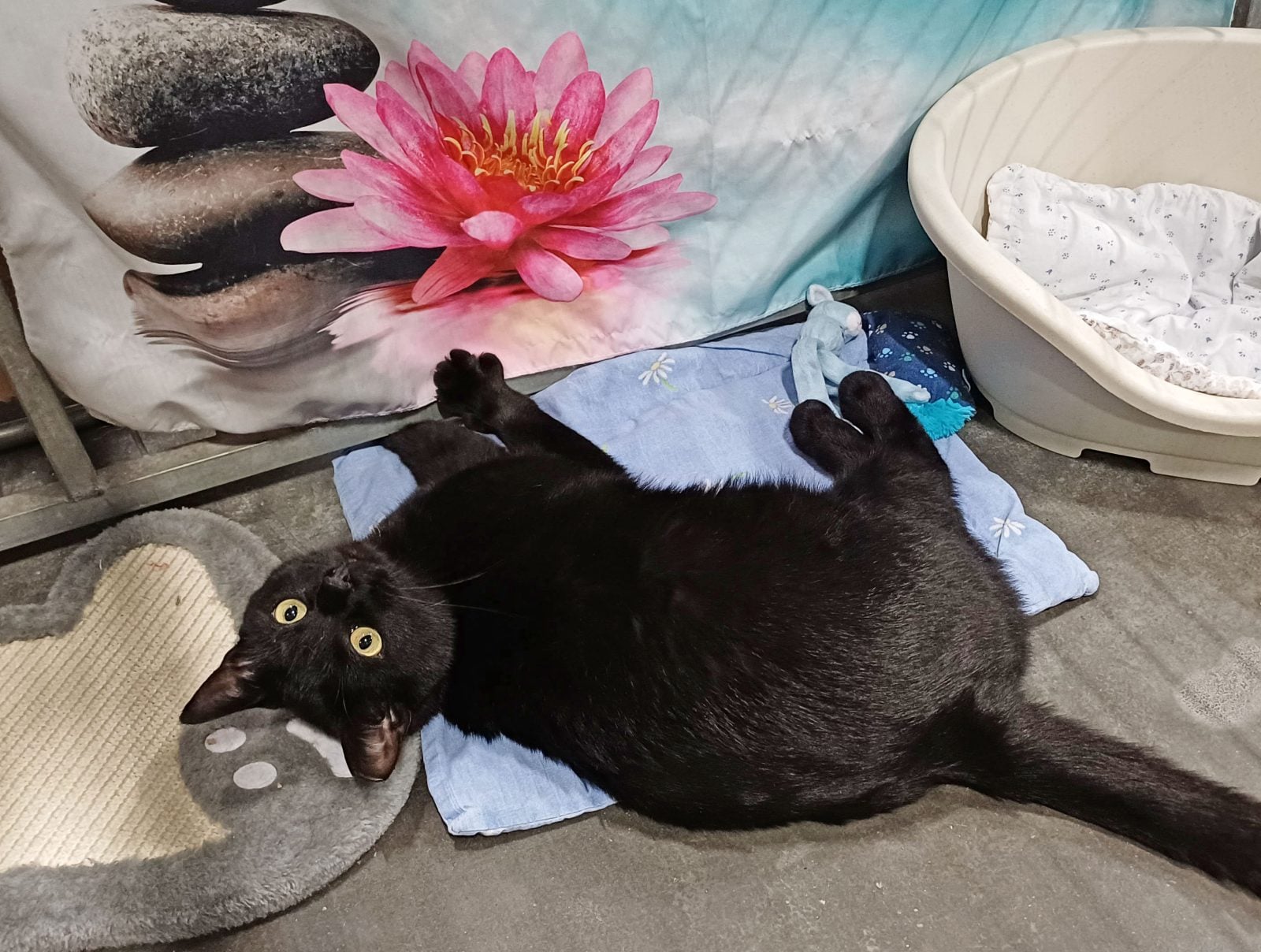 Heb je nog een plekje onder de kerstboom? Deze katten zoeken voor de kerst nog een fijn thuis