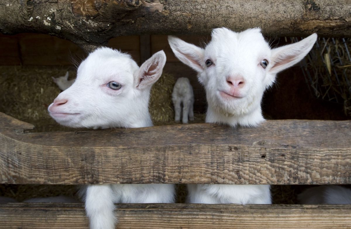 kinderboerderij