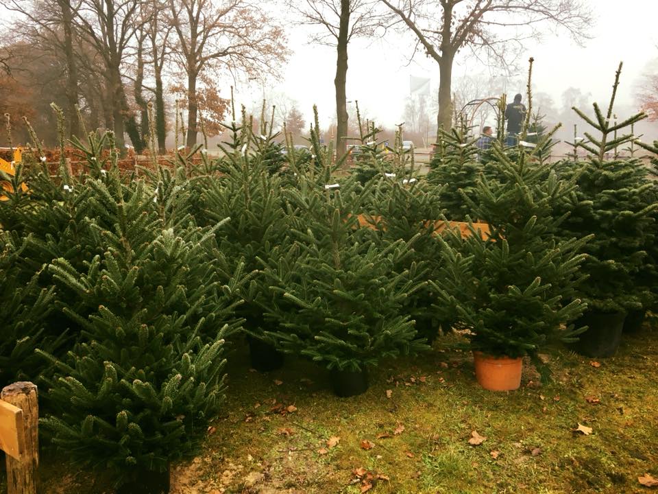 kerstbomenverkoop