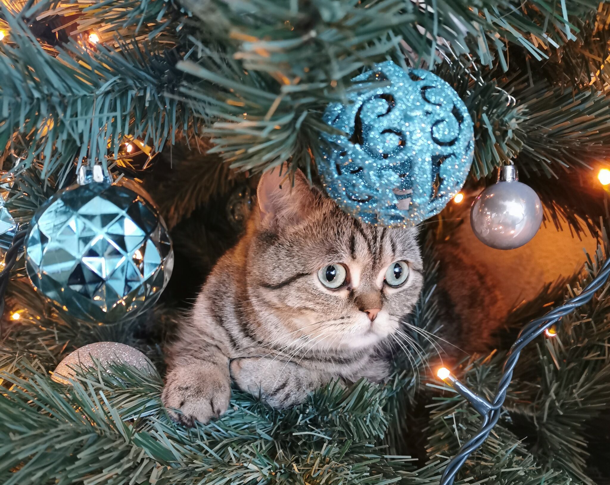 kat kerstboom