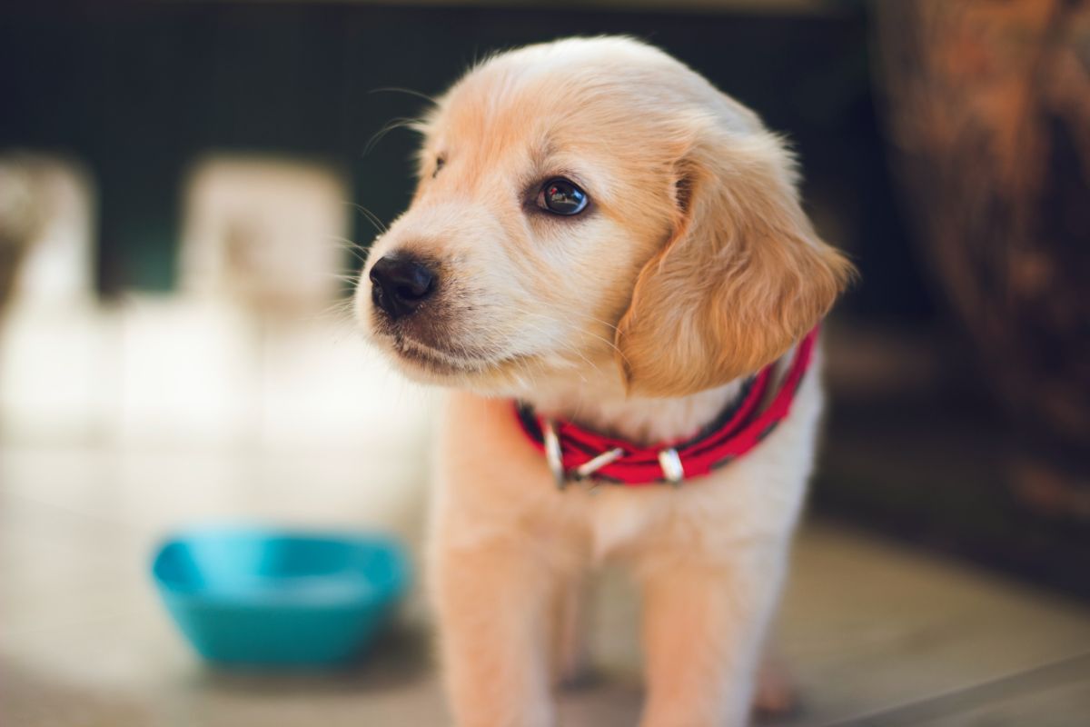 Coronatest Hond Hengelo