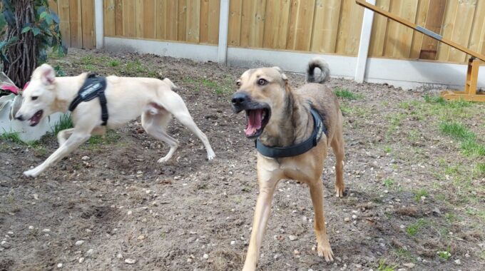 zeus en frankie