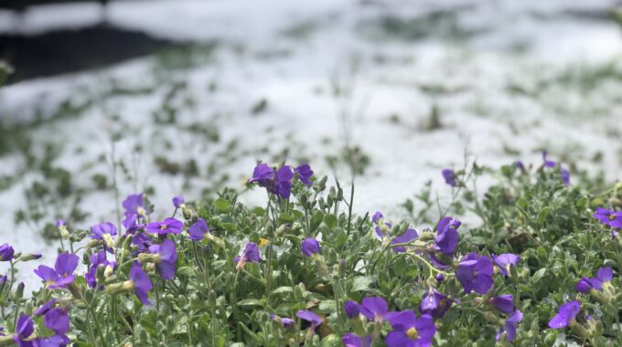 sneeuw in april