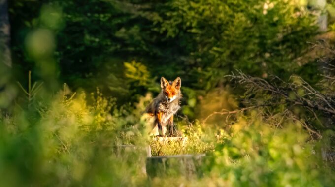 WILD film vos