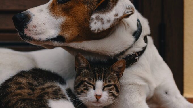 hond en kat