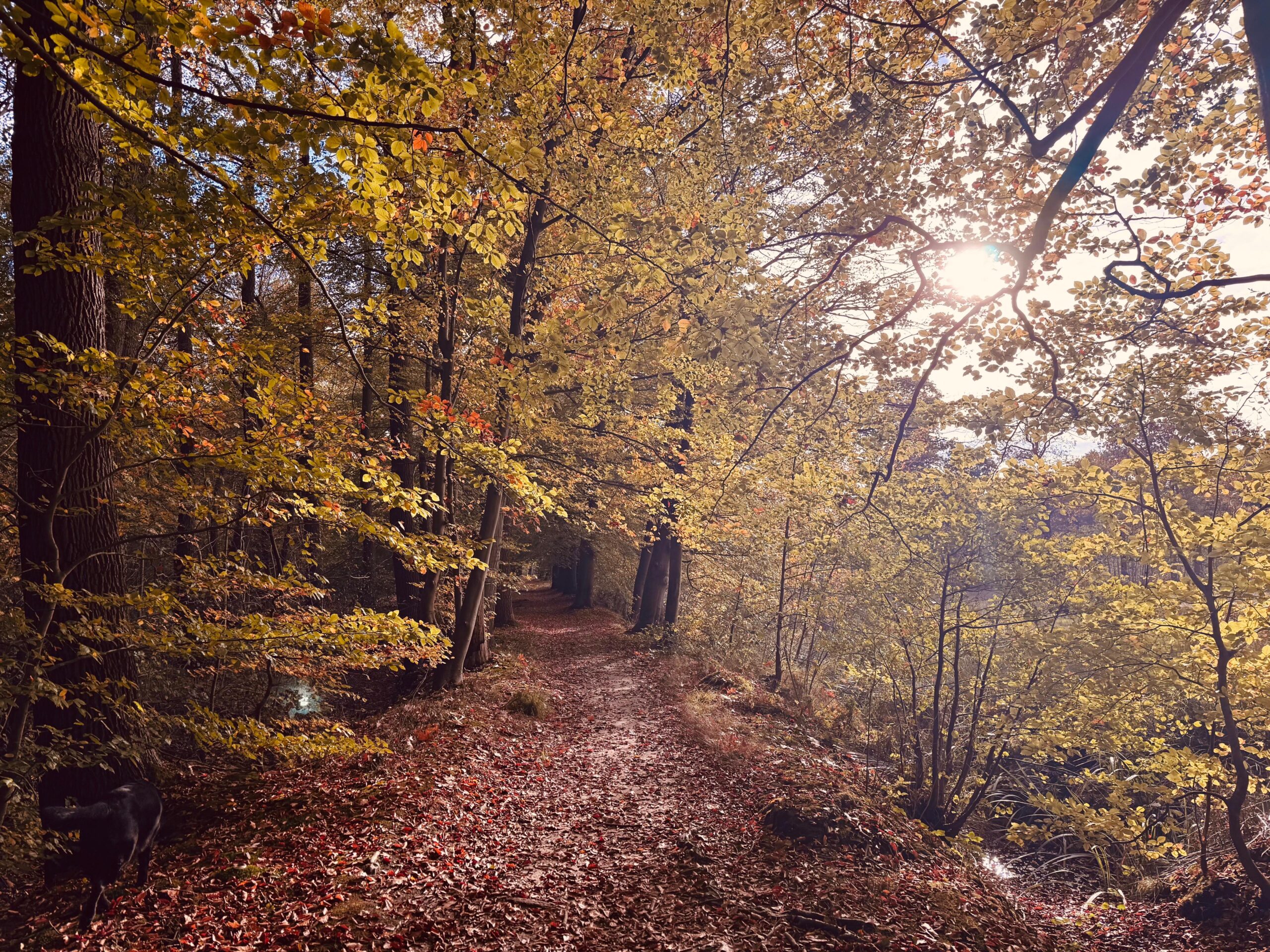 Prachtig! Deze herfstfoto’s wil je zien