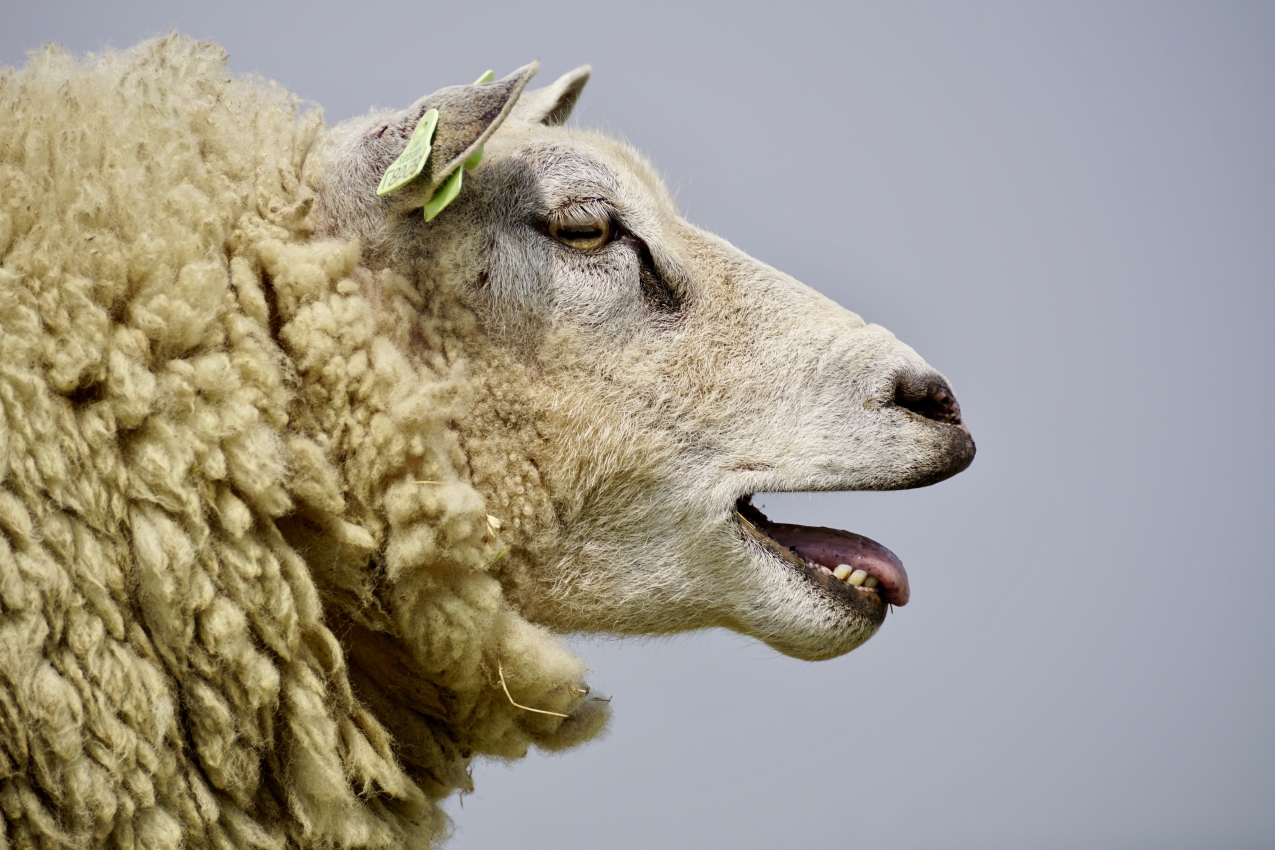 Eerst op zijn kont, dan pas overeind zo zet je een schaap weer op zijn poten indebuurt Eerst op zijn kont, dan pas overeind zo zet je een schaap weer op zijn poten indebuurt