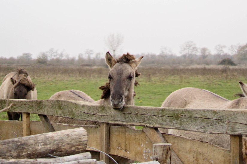 klein profijt paarden