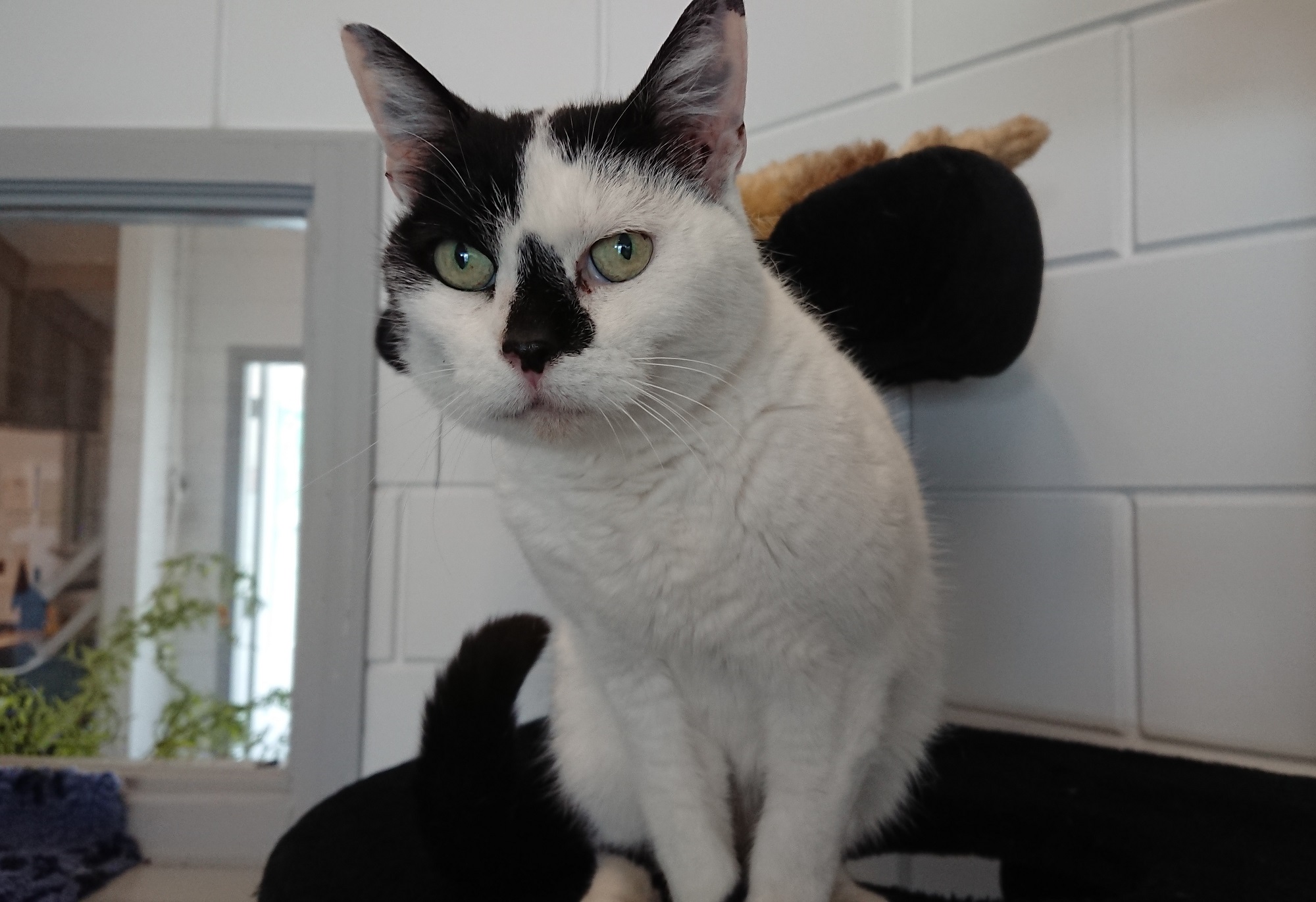 Ze is oud, maar kan zo je beste vriend worden Poes Schumi (15) zoekt een nieuw huis indebuurt Ze is oud, maar kan zo je beste vriend worden Poes Schumi (15) zoekt een nieuw huis indebuurt