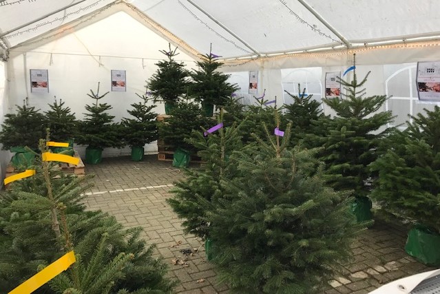 Koko kerstbomen