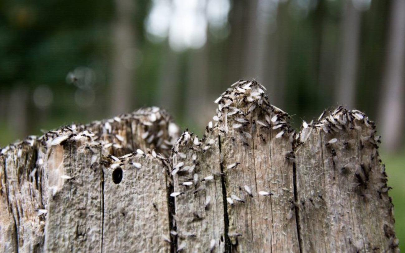 Invasie van vliegende mieren in de Hoeksche Waard en dit is waarom (+VIDEO) - indebuurt