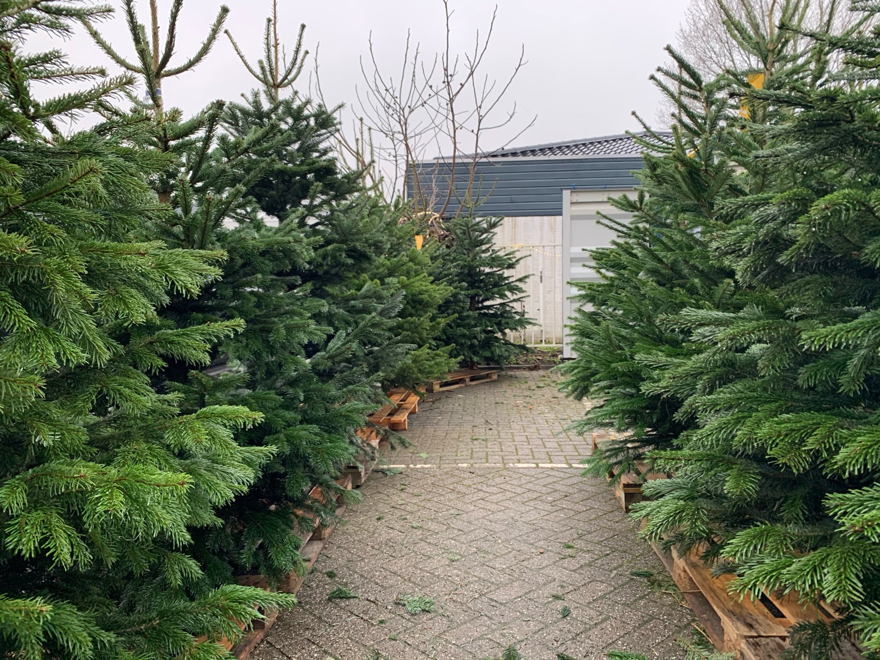 Dierenspeciaalzaak Koko kerstbomen 2020 01