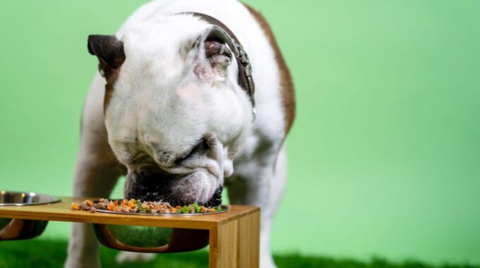 Etende hond (Foto Kabo, Unsplash)