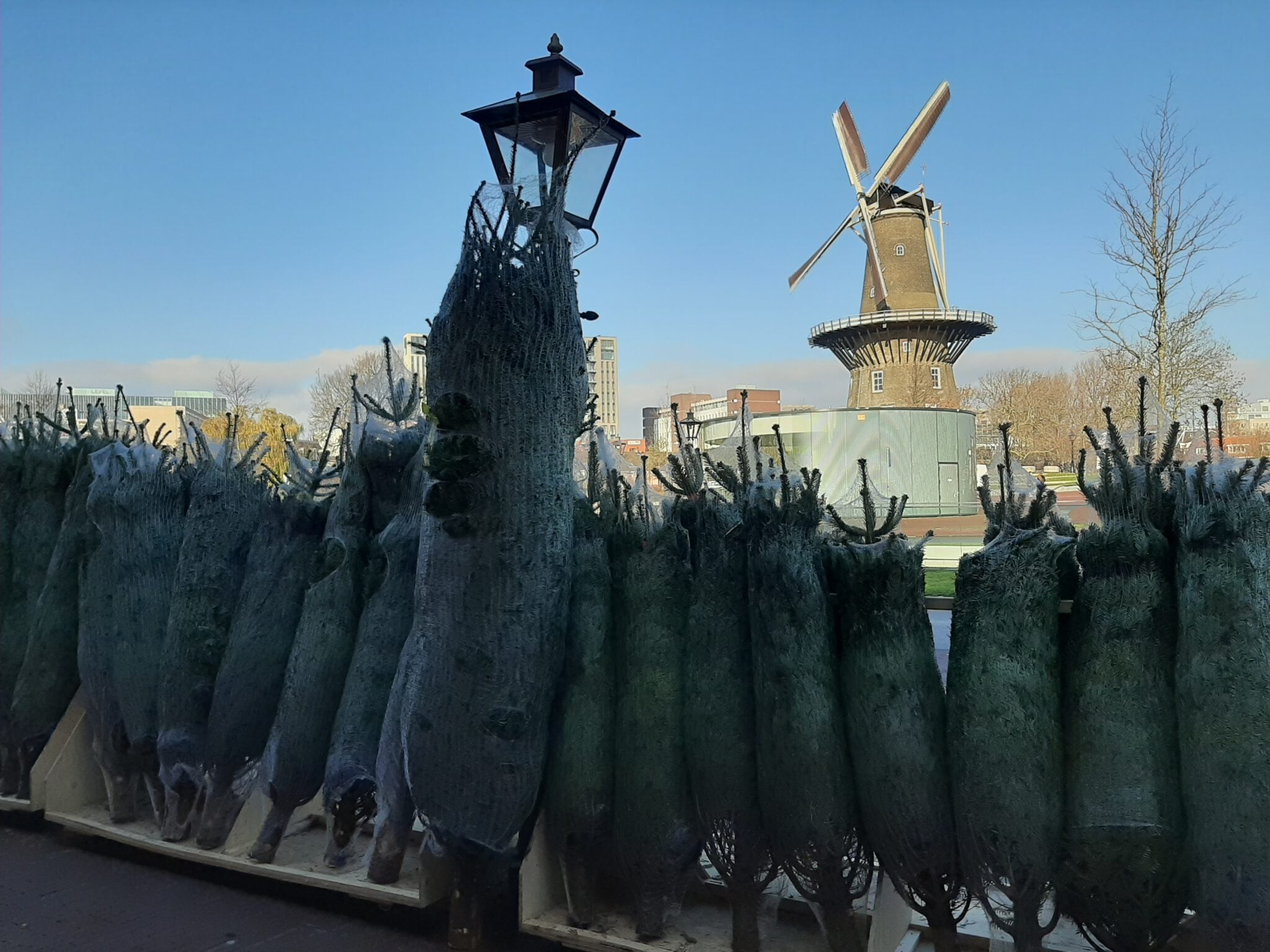 Kerstbomen kopen in Leiden: dit zijn onze tips