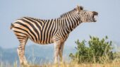 zebra leiden