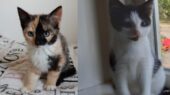 kittens leiden
